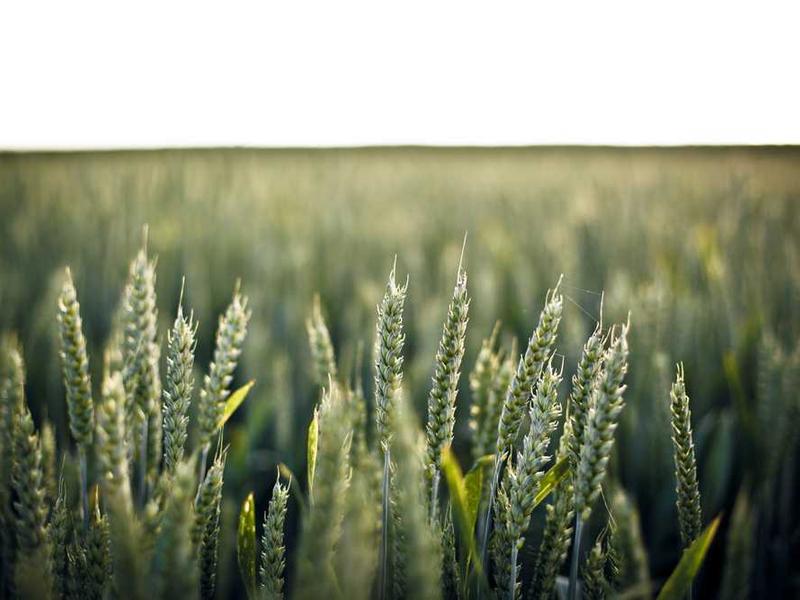 Инвестиционная студия Business Bay